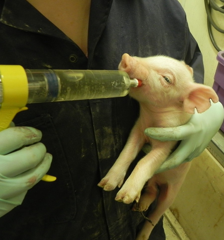 Giving Pig Wean-D dose